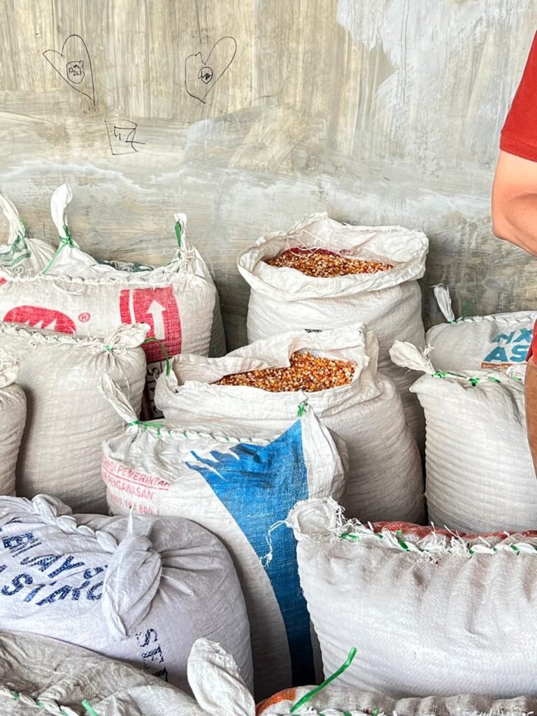 Jagung kualitas ekspor